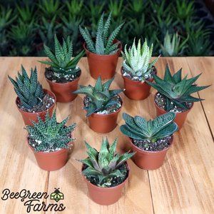 4 PACK - Assorted Haworthia Plants in 2" Pots